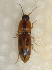 Aeolus mellillus
