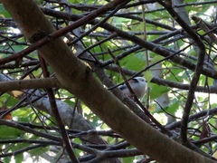 Aegithalos caudatus
