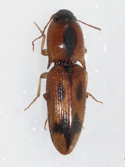 Aeolus mellillus