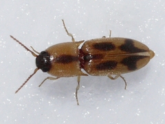 Aeolus mellillus