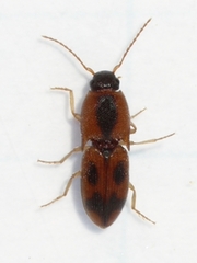 Aeolus mellillus