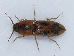Aeolus mellillus