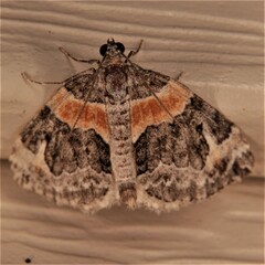 Dysstroma
