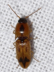 Aeolus mellillus