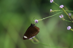 Euploea tulliolus