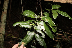 Atalaya multiflora