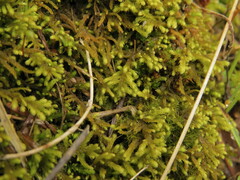 Claopodium bolanderi