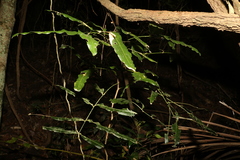 Atalaya multiflora