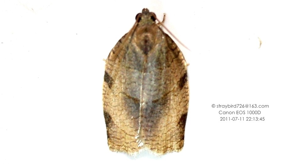 Choristoneura evanidana from 中国北京市门头沟区RHQJ+4FP 邮政编码 102461 on July 11
