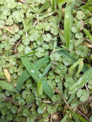 Hydrocotyle moschata