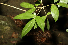 Bouchardatia neurococca