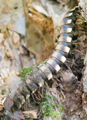 Nyssodesmus python