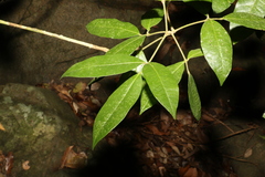 Bouchardatia neurococca