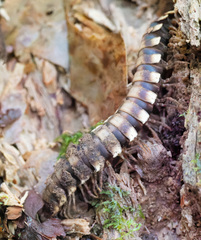 Nyssodesmus python