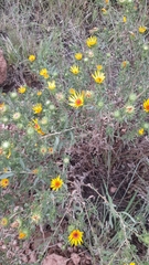 Grindelia pulchella