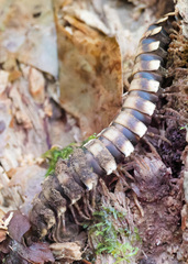 Nyssodesmus python