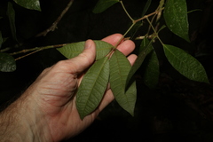 Bouchardatia neurococca