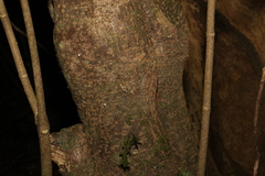 Bouchardatia neurococca