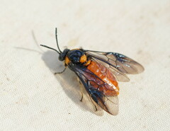 Lophyrotoma interrupta