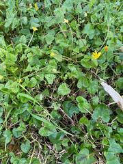 Ficaria verna