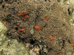 Fuscopannaria maritima