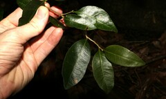 Cleistanthus cunninghamii