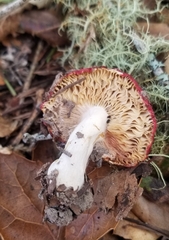 Russula cremoricolor