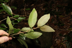 Cleistanthus cunninghamii