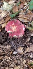 Russula cremoricolor