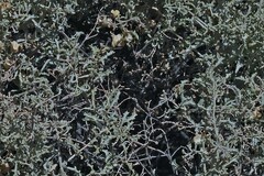 Atriplex lampa