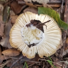 Russula cremoricolor