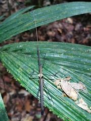 Pseudophasma phthisicum