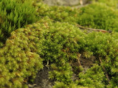 Hedwigia stellata