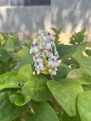 Pseuderanthemum maculatum