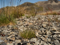Agrostis muelleriana