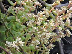 Sedum ebracteatum