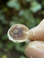 Pluteus nanus