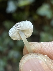 Pluteus nanus