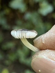 Pluteus nanus