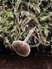 Pluteus nanus
