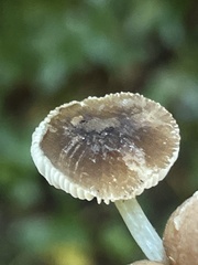 Pluteus nanus