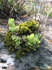 Sedum ebracteatum