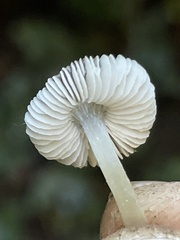 Pluteus nanus