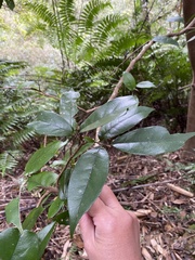 Eustigma oblongifolium