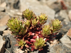 Epilobium pycnostachyum