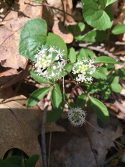 Panax trifolius