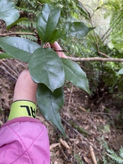Eustigma oblongifolium