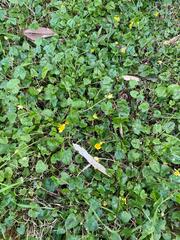 Ficaria verna