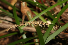 Lomandra spicata