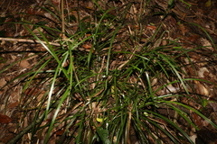 Lomandra spicata